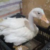 قوغاز|حیوانات مزرعه|آبادان, |دیوار