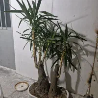 درختچه یوکا