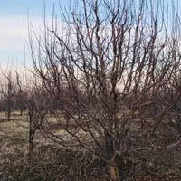 کارگرباغ،باغچه|خدمات باغبانی و درختکاری|ارومیه, |دیوار