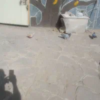 کفتر المانی فروشی پلاک دار و ساده پشت خاکستری|پرنده|طرقبه, |دیوار