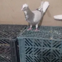 کبوتر آبی کاغذی ماده