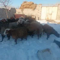 بره نر نصف گوشت|حیوانات مزرعه|اردبیل, |دیوار