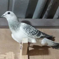 بدرنگ شامی نر پریده|پرنده|رفسنجان, |دیوار