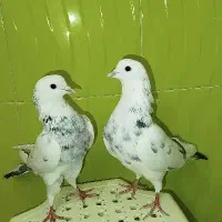 کفتر .کبوت.ر