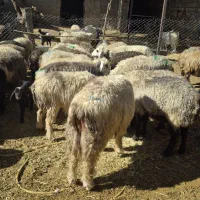 60راس میش جوان داشتی|حیوانات مزرعه|دهدشت, |دیوار