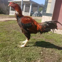 خروس‌لاری|حیوانات مزرعه|شاندرمن, |دیوار