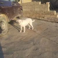 پاکوتاه ماده