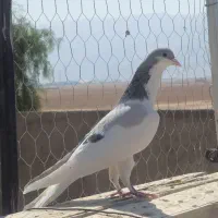 کبوتر شهری|پرنده|شیراز, سلطان آباد|دیوار