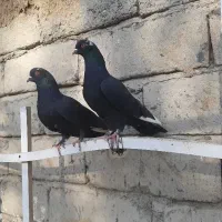 کبوتر‌ اویناخ