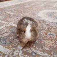 یک جفت خوکچه هندی