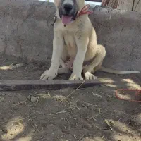 توله خراسانی 6ماه|سگ|رفسنجان, |دیوار