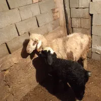 میش|حیوانات مزرعه|جره و بالاده, |دیوار