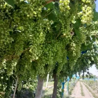 کارگر‌میوه‌چی