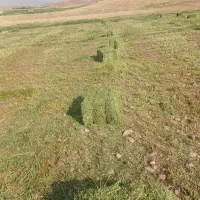 خریدار یونجه وعلف