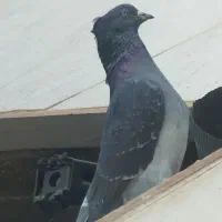 کبوتر  کله سبز