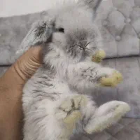 خرگوش لوپ عروسکی