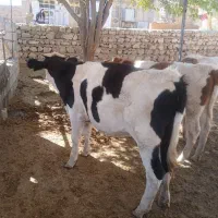 گاو تلیسه|حیوانات مزرعه|هندمینی, |دیوار