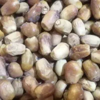 فروش و پخش خرما