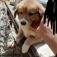 توله سگ قدرجونی