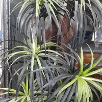 درخت نخل مصنوعی