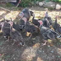 فروش ۱۵ عددجوجه بوقلمون
