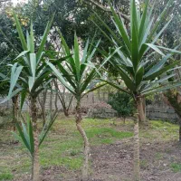 گل یوکا تعداد زیاد|گل و گیاه طبیعی|رشت, امین الضرب|دیوار