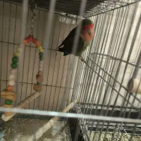 طوطی برزیلی