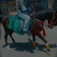 اسب نریان کرد