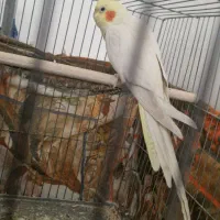 عروس هلندی ماده تخم گذار|پرنده|قم, شهرک مهدیه (مدرس)|دیوار