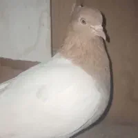 کفتر نقش|پرنده|سده (خراسان جنوبی), |دیوار