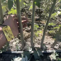 فروش نهال سنوبر سیاه ۱ الی۱ نیم متری(۳۵ هزارتومان)|خدمات باغبانی و درختکاری|جوانرود, |دیوار