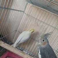 جفت عروس هلندی مولد|پرنده|پاکدشت, پاکدشت (مامازند)|دیوار