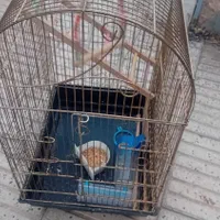 فروش قفس بسیار زیبا و بزرگ مخصوص طوطی و عروس
