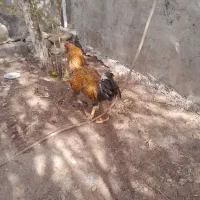 خروس