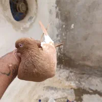 پنج عدد کبوتررنگی بدون مشکل پول احتیاج دارم