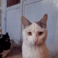 واگذاری گربه