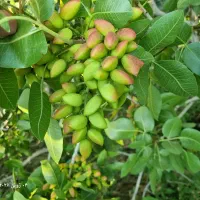 پیوند|خدمات باغبانی و درختکاری|بوئین زهرا, |دیوار