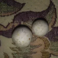 سنگ قیمتی|کلکسیون اشیاء عتیقه|نهاوند, |دیوار