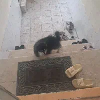 سبزوار چهل متری دوم باهنر چهل