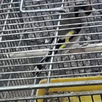 سهره ماده اماده|پرنده|اهواز, چهارصد دستگاه|دیوار