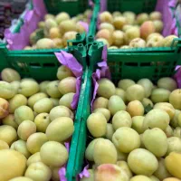 نیاز به کارگر حتما ایرانی