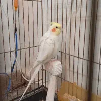 عروس هلندی لوتینو نر جوان