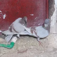 کفتر  المانی|پرنده|شیروان (خراسان), |دیوار