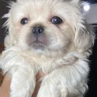 سگ پیکینیز.توله سگ پیکینیز