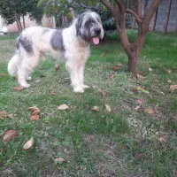 سگ نر ده ماهه نژاد خارجی