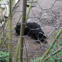 درخواست سگ نگهبان رایگان