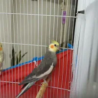 عروس هلندی جفت