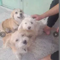 واگذاری|سگ|ساوه, |دیوار