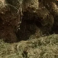 بیده خوراک دام