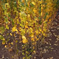 فروش نهال صنوبر نیگرا|خدمات باغبانی و درختکاری|بانه, |دیوار